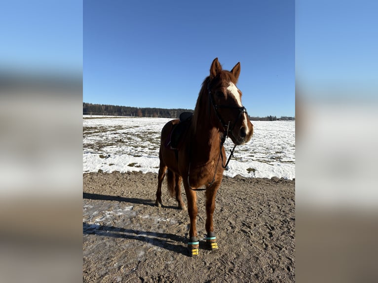 Hutsul Mestizo Caballo castrado 11 años 153 cm Alazán in Icking