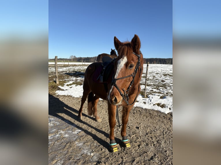 Hutsul Mestizo Caballo castrado 11 años 153 cm Alazán in Icking