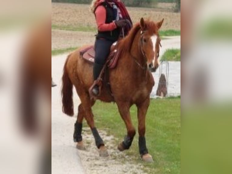 Hutsul Mestizo Caballo castrado 11 años 153 cm Alazán in Icking