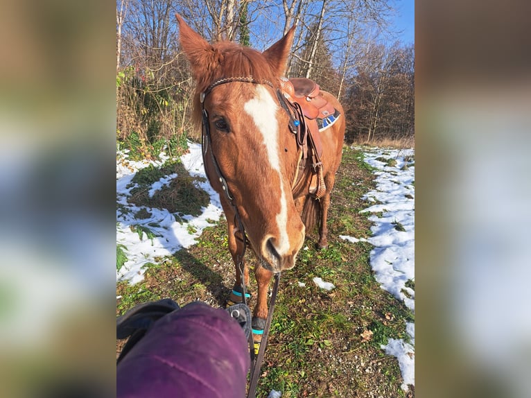 Hutsul Mestizo Caballo castrado 11 años 153 cm Alazán in Icking