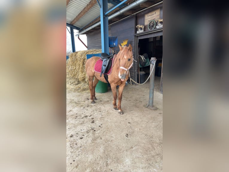 Hutsul Mestizo Caballo castrado 12 años 135 cm Alazán-tostado in Maissau