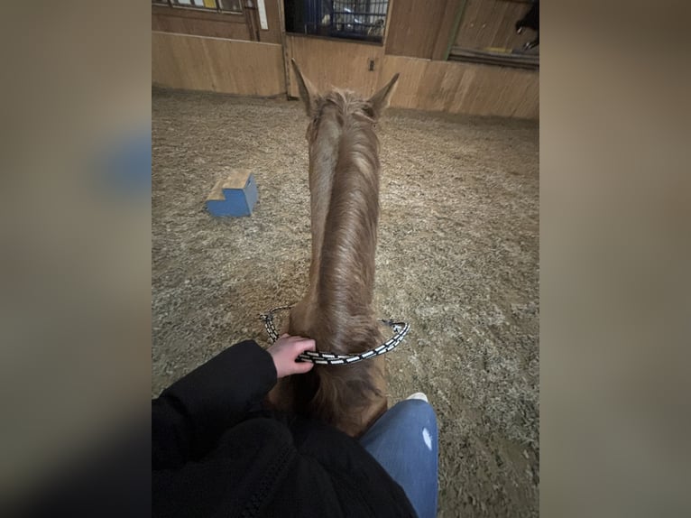 Hutsul Mestizo Caballo castrado 12 años 135 cm Alazán-tostado in Maissau