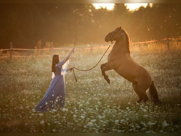 Hutsul Caballo castrado 12 años 136 cm Castaño oscuro in Gdańsk