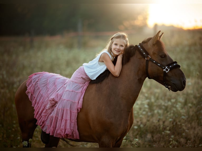 Hutsul Caballo castrado 12 años 136 cm Castaño oscuro in Gdańsk