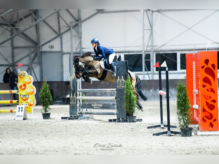 Hutsul Caballo castrado 12 años 136 cm Castaño oscuro in Gdańsk