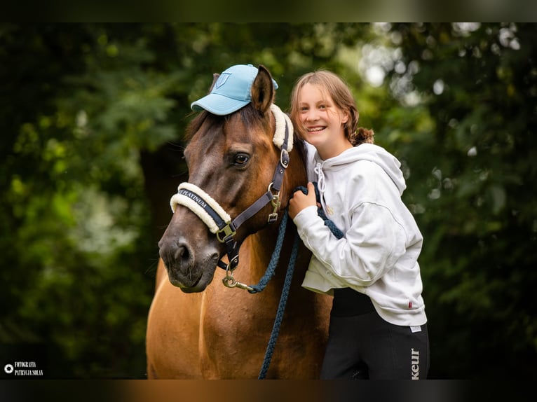 Hutsul Caballo castrado 12 años 136 cm Castaño oscuro in Gdańsk