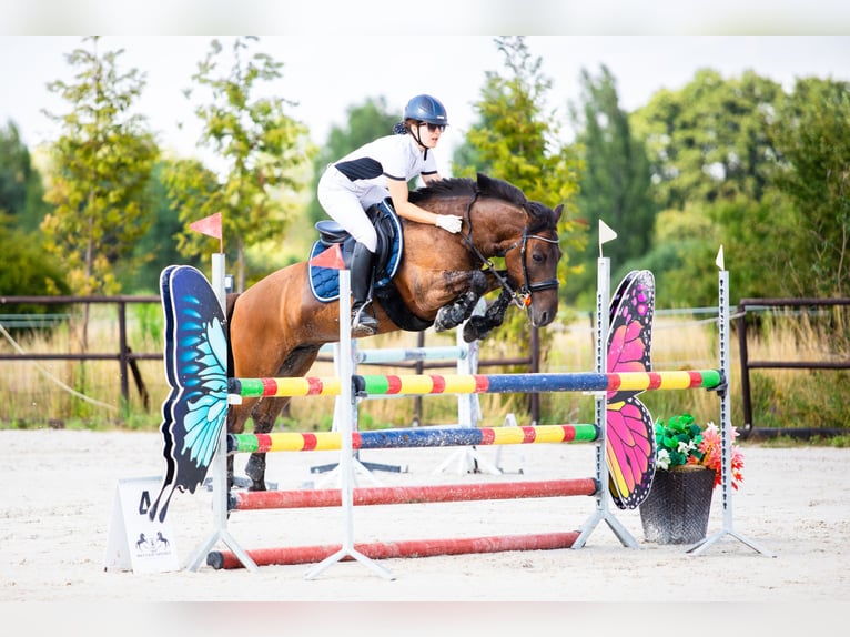 Hutsul Caballo castrado 12 años 136 cm Castaño oscuro in Gdańsk