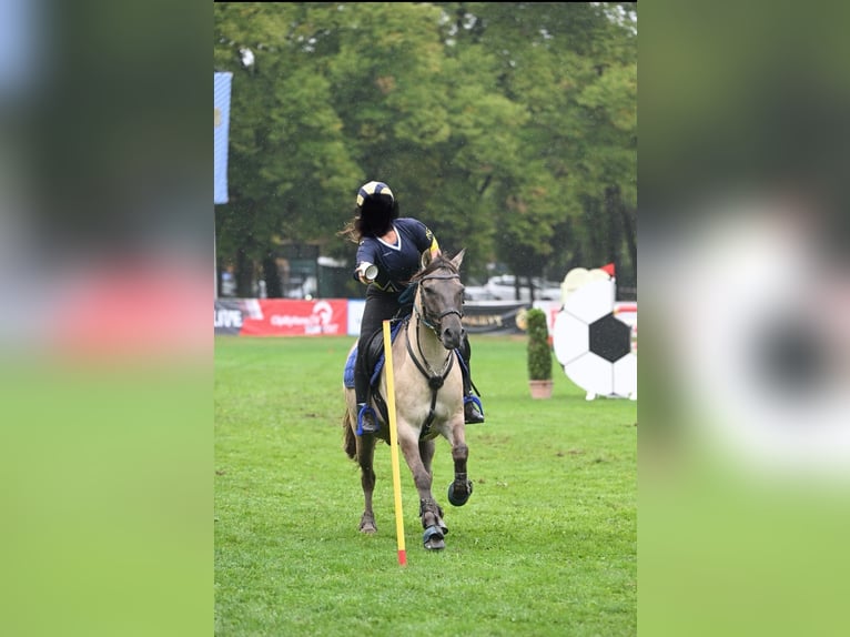 Hutsul Caballo castrado 12 años 143 cm in UnterneukircheN