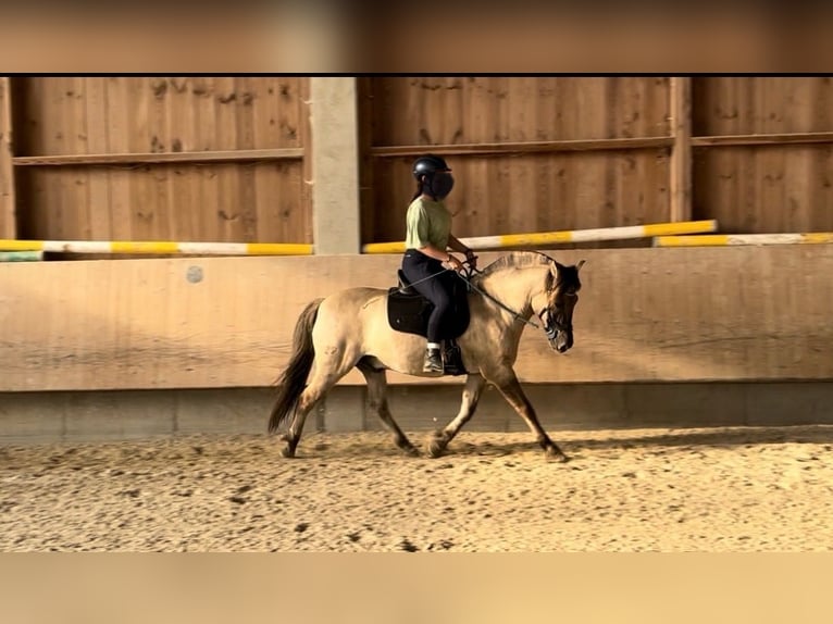 Hutsul Caballo castrado 12 años 143 cm in UnterneukircheN