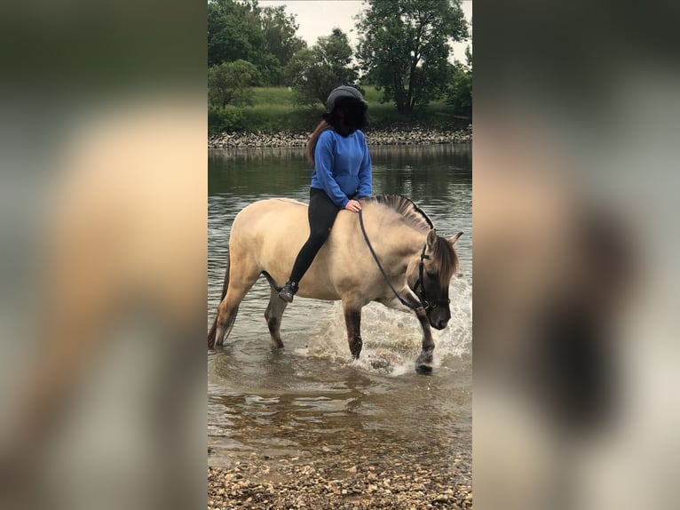 Hutsul Caballo castrado 12 años 143 cm in UnterneukircheN