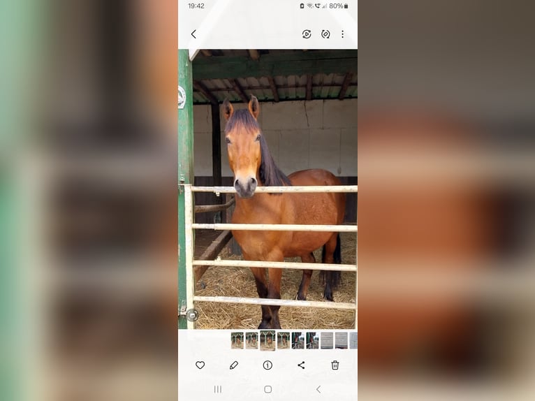 Hutsul Mestizo Caballo castrado 12 años 146 cm Castaño in Velbert