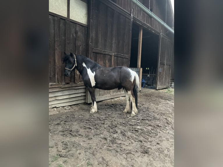 Hutsul Mestizo Caballo castrado 13 años 137 cm Pío in Weidling