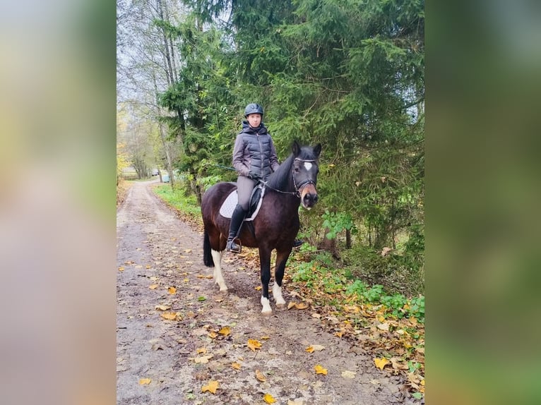 Hutsul Caballo castrado 13 años 140 cm Castaño oscuro in Ampflwang