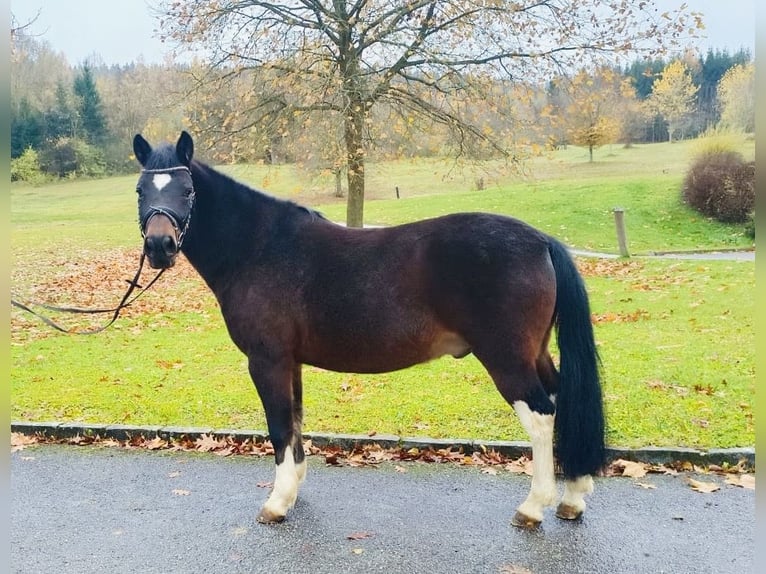 Hutsul Caballo castrado 13 años 140 cm Castaño oscuro in Ampflwang