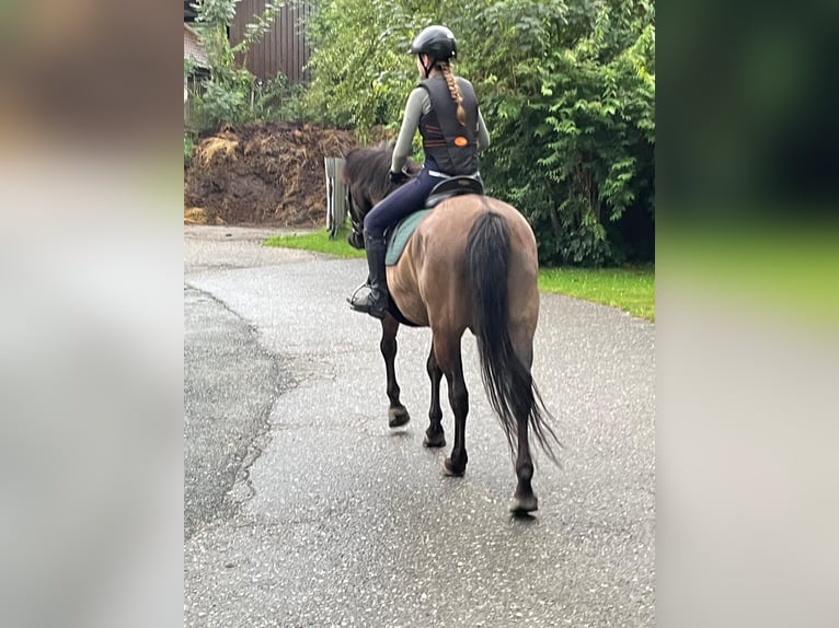 Hutsul Caballo castrado 13 años Castaño oscuro in Klagenfurt