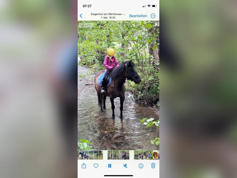 Hutsul Caballo castrado 13 años Castaño oscuro in Klagenfurt