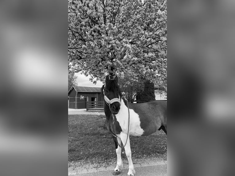 Hutsul Caballo castrado 14 años 139 cm Pío in Furth im Wald