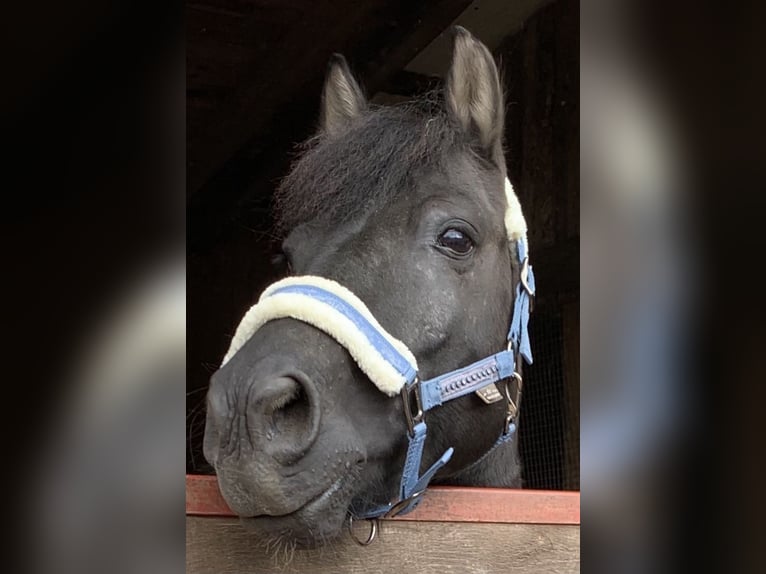 Hutsul Caballo castrado 14 años 139 cm Pío in Furth im Wald