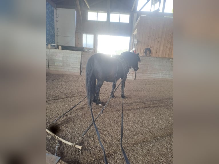 Hutsul Caballo castrado 14 años 142 cm Negro in Kitzbühel