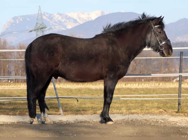 Hutsul Caballo castrado 14 años 147 cm Morcillo in Kirchbichl