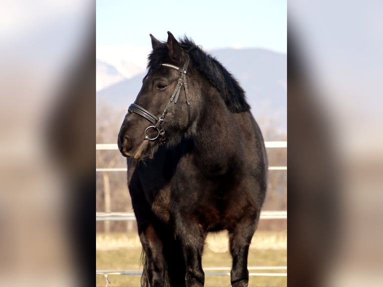 Hutsul Caballo castrado 14 años 147 cm Morcillo in Kirchbichl