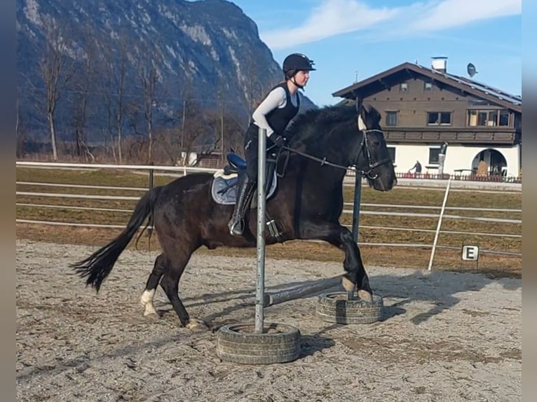 Hutsul Caballo castrado 14 años 147 cm Morcillo in Kirchbichl