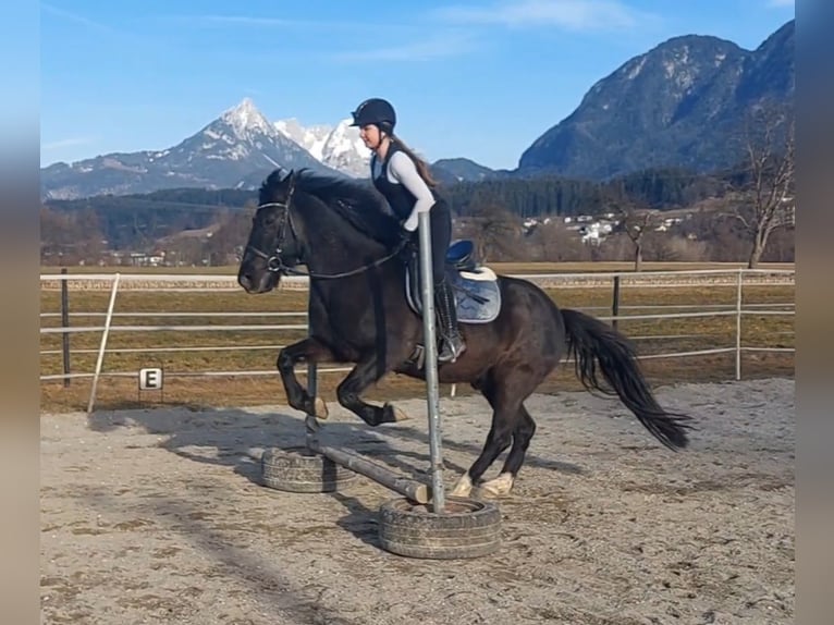 Hutsul Caballo castrado 14 años 147 cm Morcillo in Kirchbichl