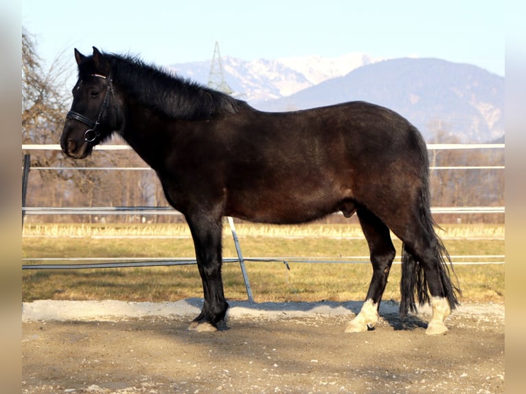 Hutsul Caballo castrado 14 años 147 cm Morcillo in Kirchbichl