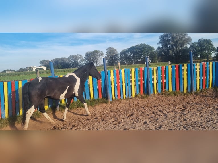 Hutsul Caballo castrado 14 años 148 cm Pío in Moosining