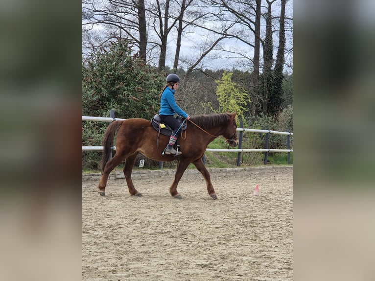 Hutsul Caballo castrado 14 años 150 cm Alazán-tostado in Hauset