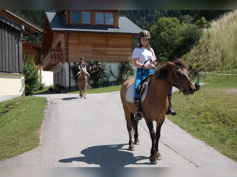 Hutsul Caballo castrado 15 años 145 cm Castaño in Preunegg