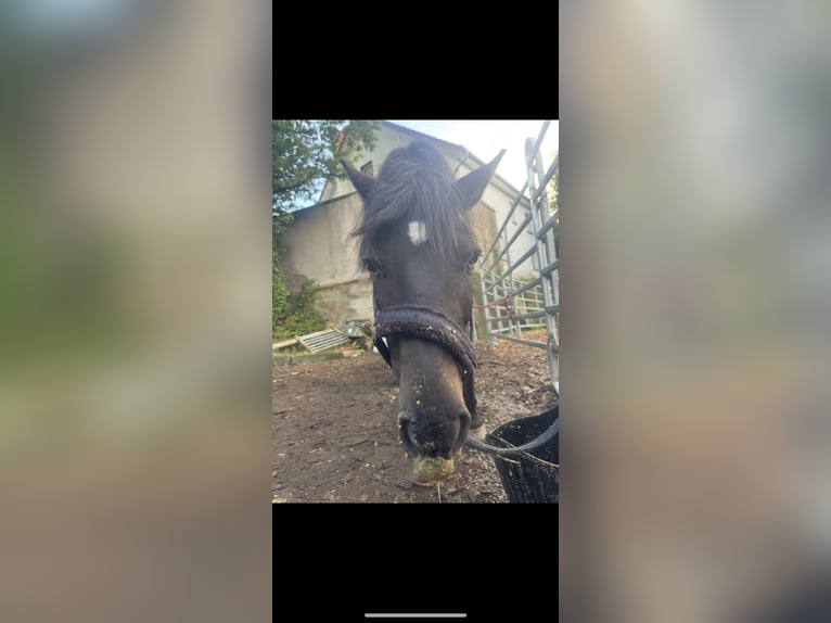 Hutsul Caballo castrado 15 años 145 cm Negro in Iserlohn