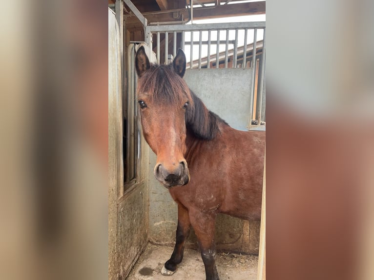 Hutsul Mestizo Caballo castrado 16 años 136 cm Castaño in Wels