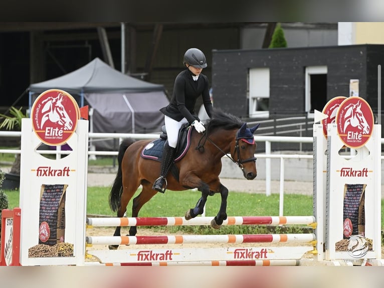 Hutsul Mestizo Caballo castrado 16 años 136 cm Castaño in Wels