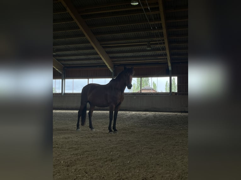 Hutsul Mestizo Caballo castrado 16 años 136 cm Castaño in Wels