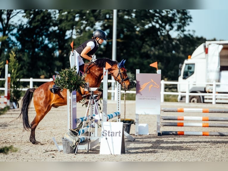 Hutsul Mestizo Caballo castrado 16 años 136 cm Castaño in Wels