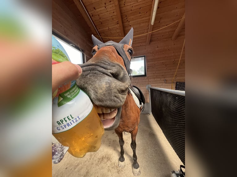 Hutsul Mestizo Caballo castrado 16 años 136 cm Castaño in Wels