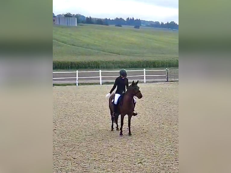 Hutsul Mestizo Caballo castrado 16 años 136 cm Castaño in Wels