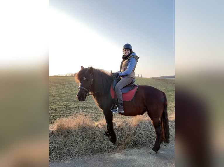 Hutsul Caballo castrado 16 años 145 cm Castaño in St. Andrä vor dem Hagenthale