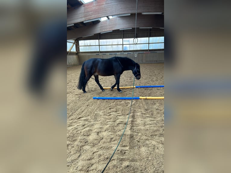 Hutsul Caballo castrado 16 años 145 cm Castaño oscuro in Altensteig