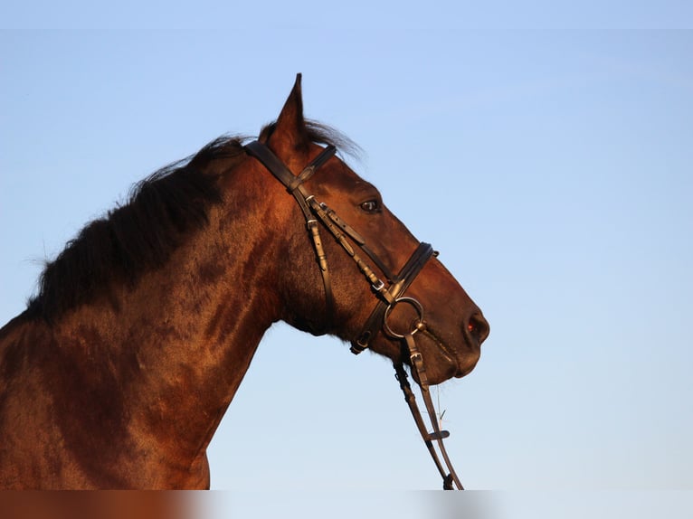 Hutsul Caballo castrado 16 años 145 cm Castaño oscuro in Altensteig