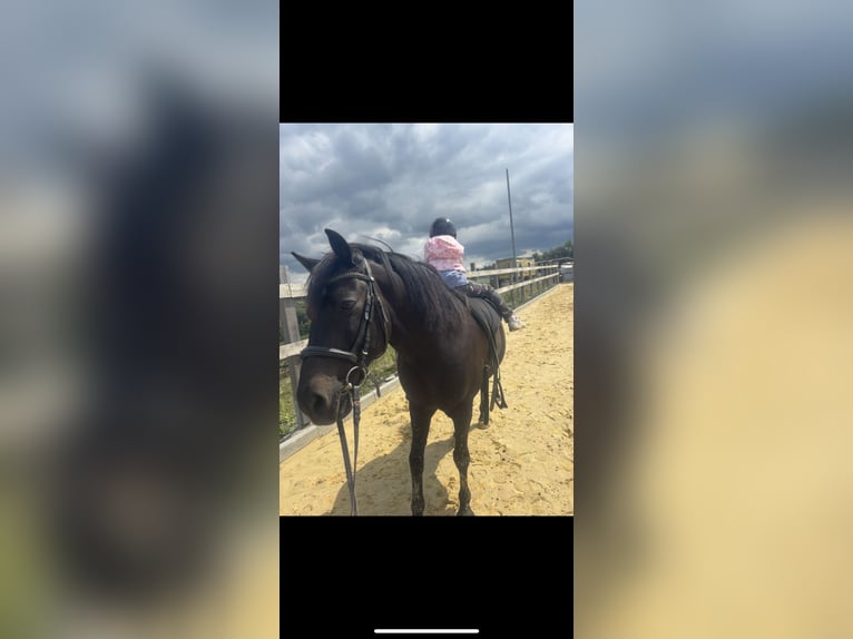 Hutsul Caballo castrado 16 años 145 cm Negro in Iserlohn