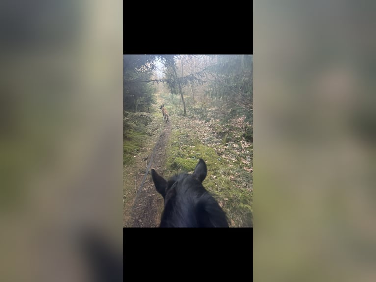 Hutsul Caballo castrado 16 años 145 cm Negro in Iserlohn