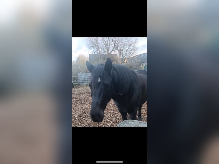 Hutsul Caballo castrado 16 años 145 cm Negro in Iserlohn