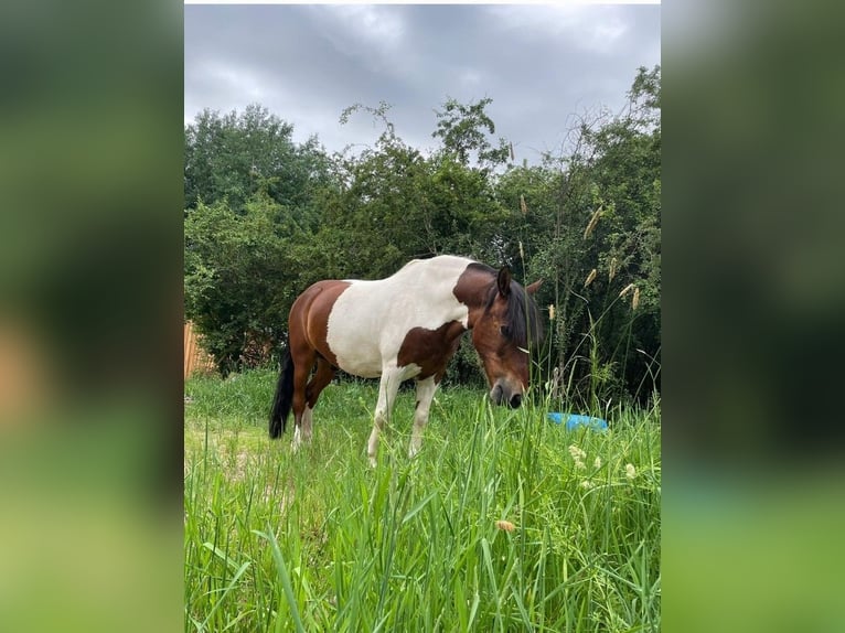 Hutsul Caballo castrado 17 años 140 cm Pío in Suhl