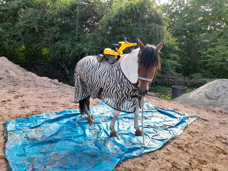 Hutsul Caballo castrado 17 años 140 cm Pío in Suhl