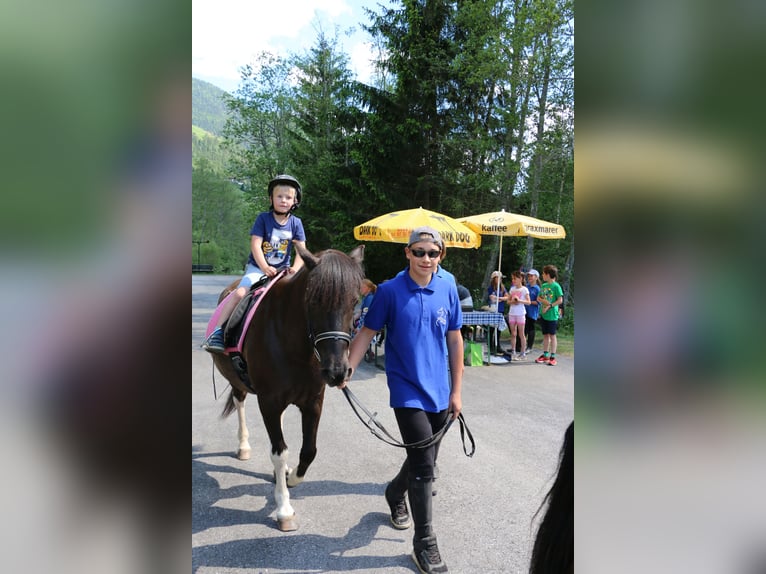 Hutsul Caballo castrado 20 años 145 cm Negro in Grosskirchheim