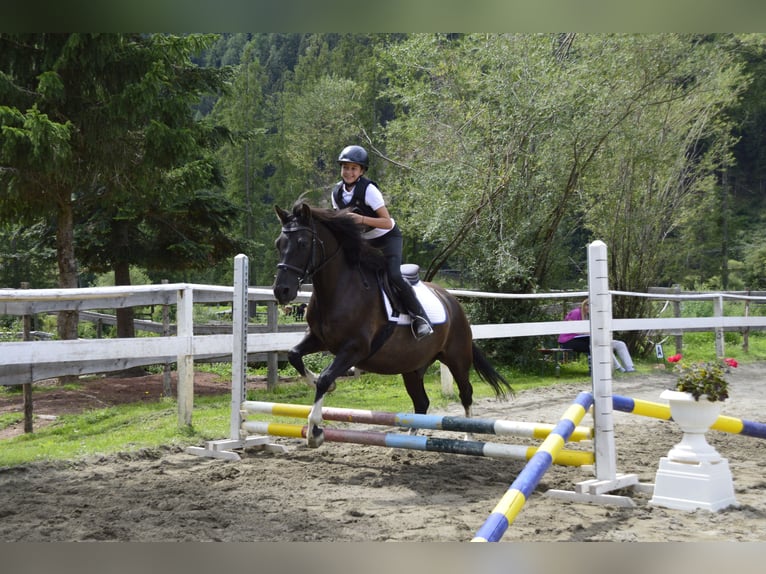 Hutsul Caballo castrado 20 años 145 cm Negro in Grosskirchheim