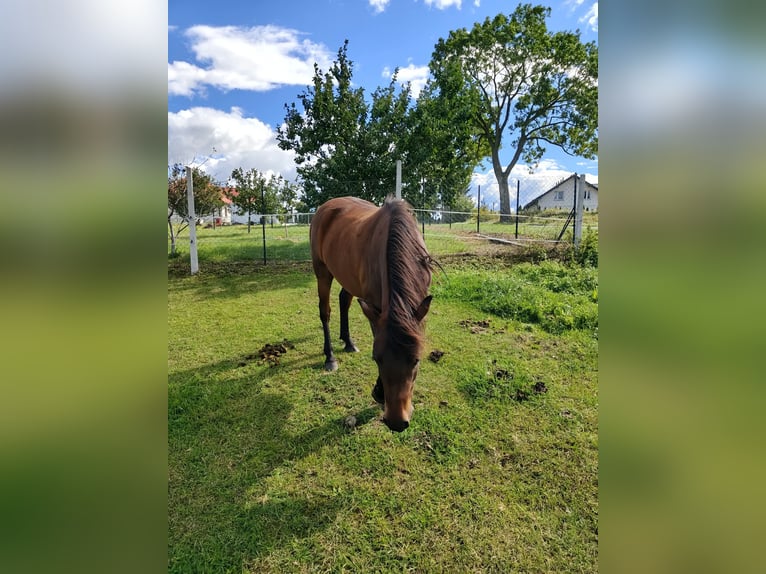 Hutsul Caballo castrado 2 años 133 cm Castaño rojizo in Grodziczno