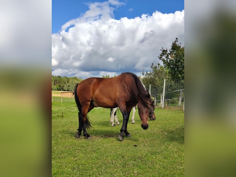 Hutsul Caballo castrado 2 años 133 cm Castaño rojizo in Grodziczno
